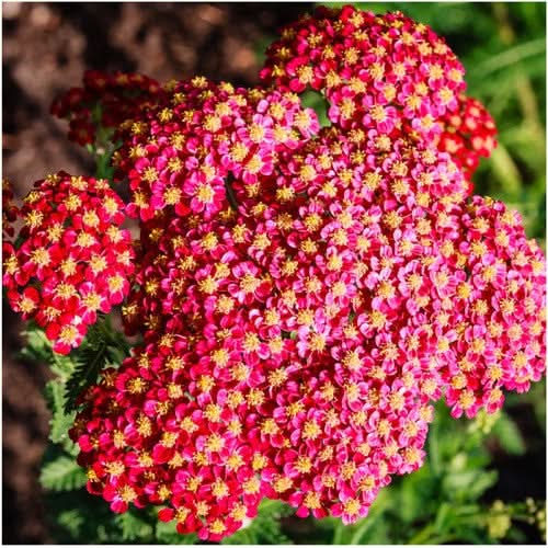 Achillea Red Seeds for Planting home garden flower bed