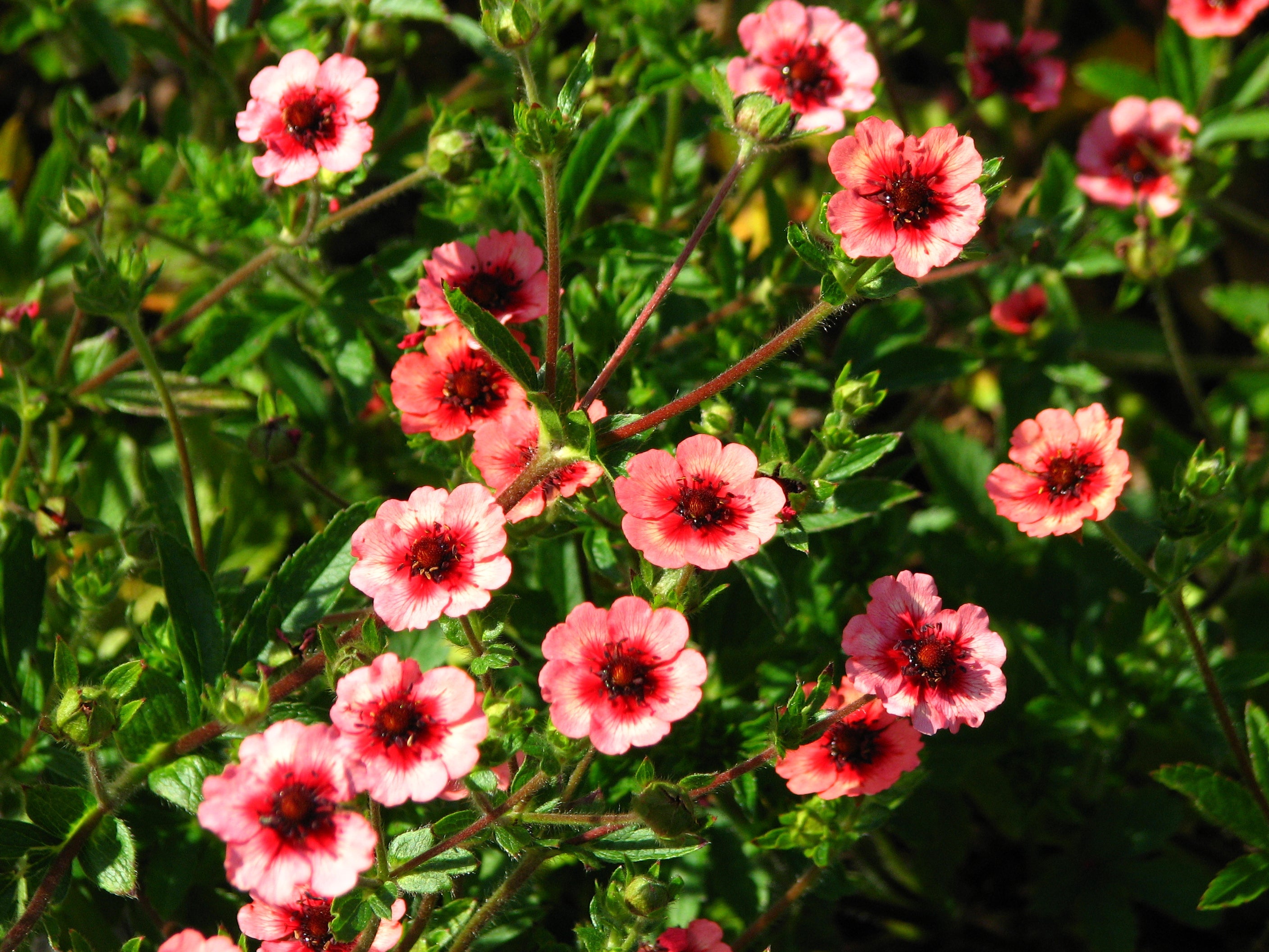 red-willmott-flower-seeds