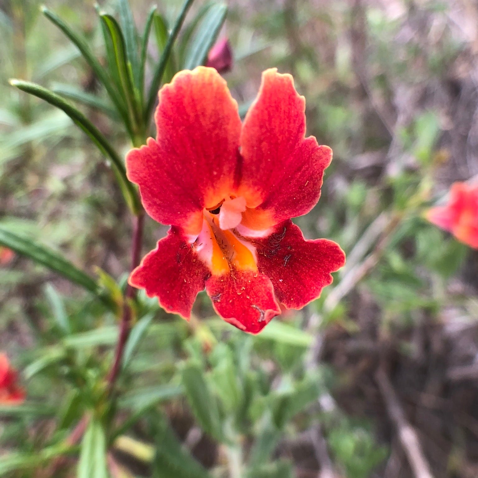 Red Monkey Flower seeds for Planting - Compact Growth, Heirloom & GMO Free Seeds for Home Garden