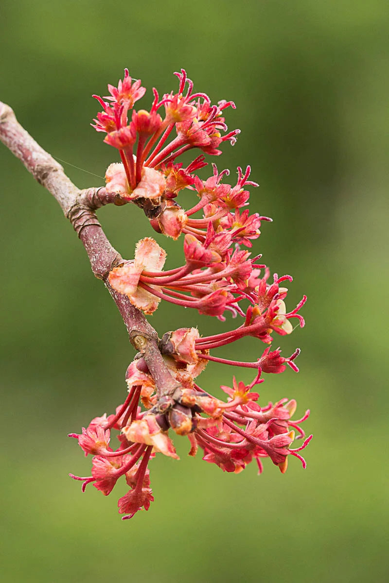 Maple Flower seeds blooming in flower beds, containers, borders, and pollinator-friendly gardens