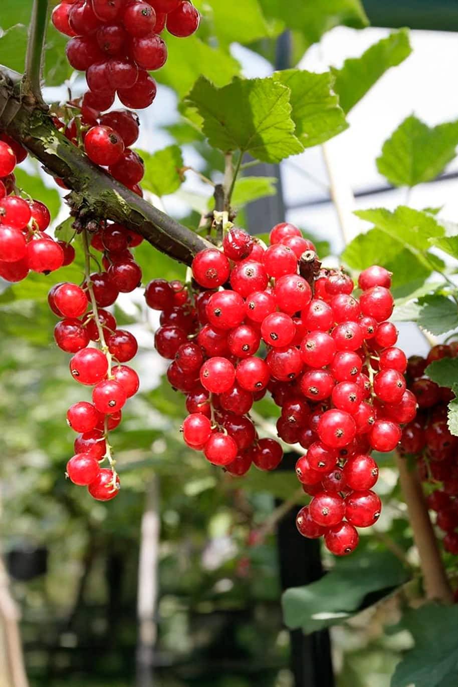 Sarsaparilla Nostrana Seeds for Planting Grow Unique Fruit in Your Garden