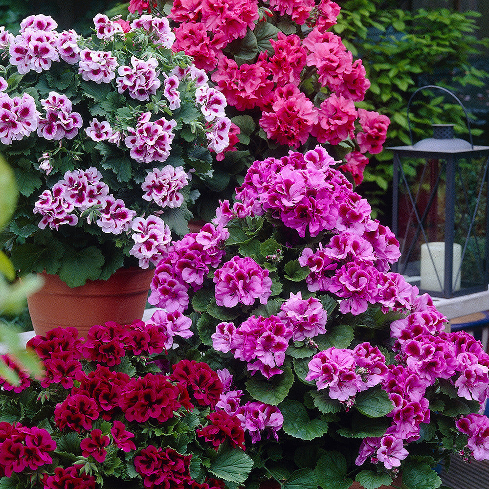 Violet Brown Geranium Flower Seeds for Planting Premium Quality Heirloom & GMO Free Seeds for Home Garden
Sale