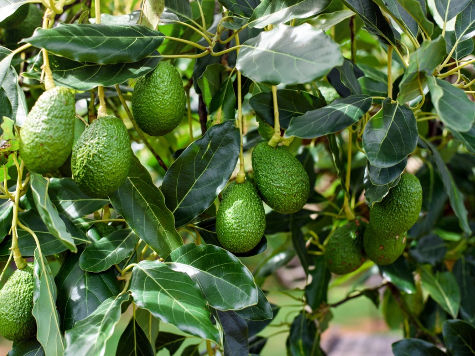 Green Avocado Seeds - Planting Seeds for Fresh Avocado Trees