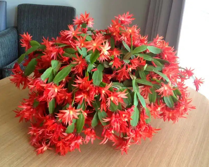Deep Red Schlumbergera Flower seeds for Planting - Premium Quality, Heirloom & GMO Free Seeds for Home Garden