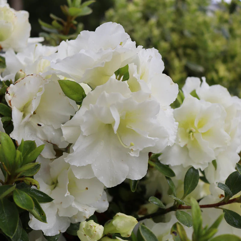 White Azalea Flower Seeds for Planting Pollinator Friendly Heirloom & GMO Free Seeds for Home Garden
Sale