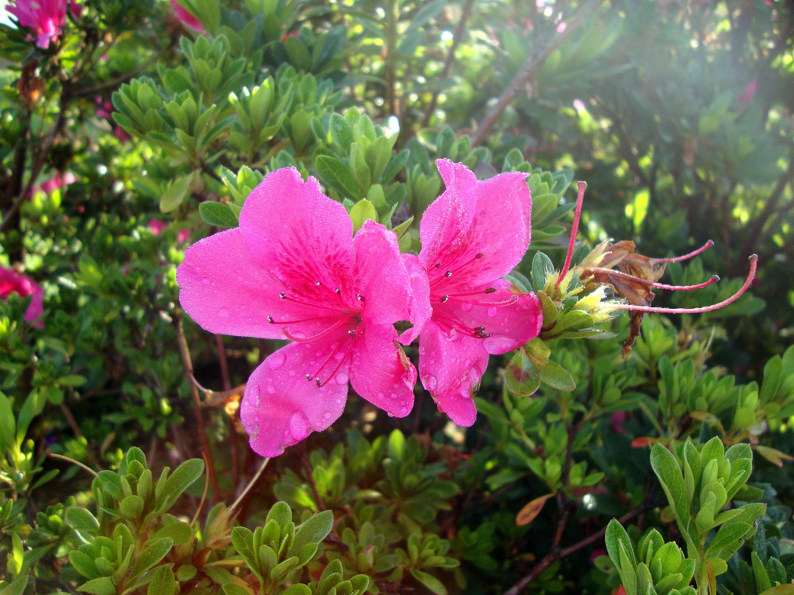 Multi-Colored Azalea Flower seeds for Planting - Vibrant Colors, Heirloom & GMO Free Seeds for Home Garden
