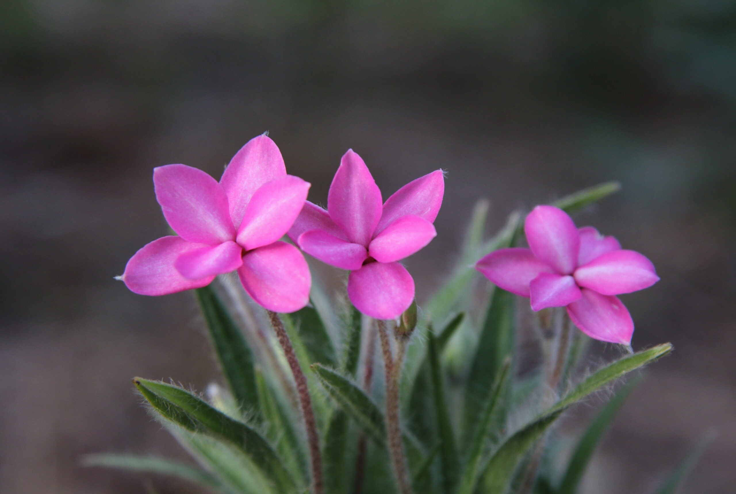 Rhodohypoxis Flower seeds for Planting - Hardy Variety, Heirloom & GMO Free Seeds for Home Garden
