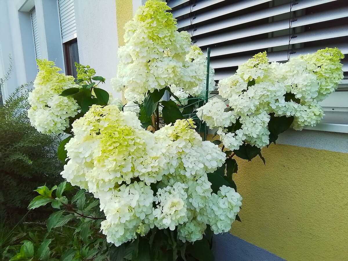 White Vanilla Fraise Flower seeds for Planting - Cottage Garden Essential, Heirloom & GMO Free Seeds for Home Garden