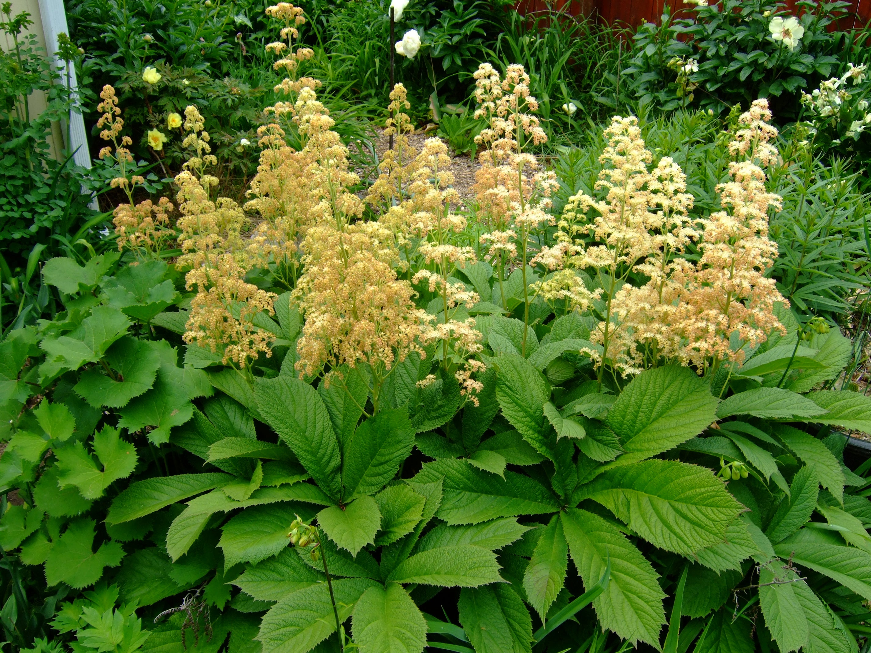 Yellow Rodgersia Seeds for Planting