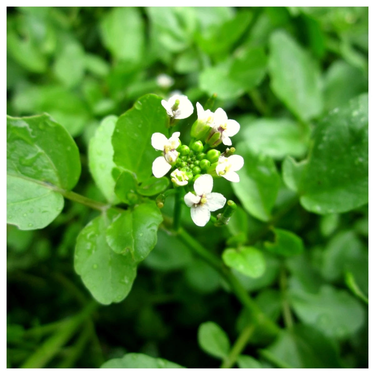Green Nasturtium Flower seeds for Planting - Shade Tolerant, Heirloom & GMO Free Seeds for Home Garden