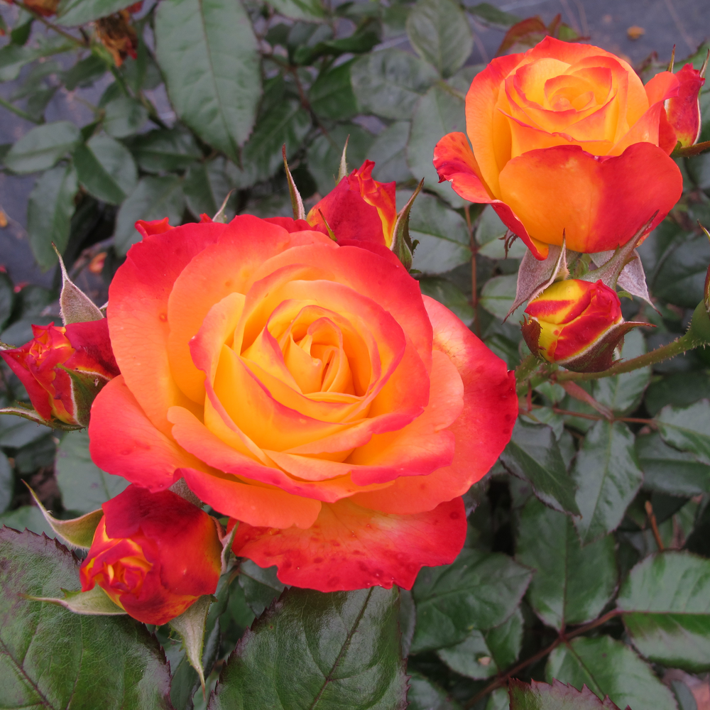 Yellow Orange Rose Flower seeds for Planting - Perfect for Borders, Heirloom & GMO Free Seeds for Home Garden