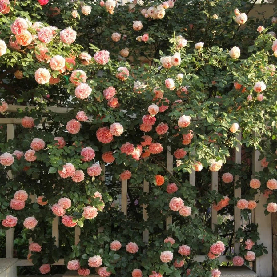Pink Climbing Roses Flower seeds for Planting - Easy to Grow, Heirloom & GMO Free Seeds for Home Garden