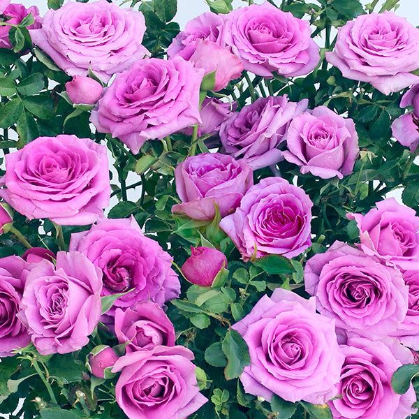 Pink Purple Climbing Rose Flower seeds for Planting - Garden Favorite, Heirloom & GMO Free Seeds for Home Garden