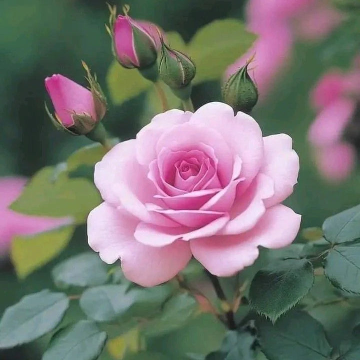 Baby Pink Climbing Rose Flower seeds for Planting - Pollinator Friendly, Heirloom & GMO Free Seeds for Home Garden