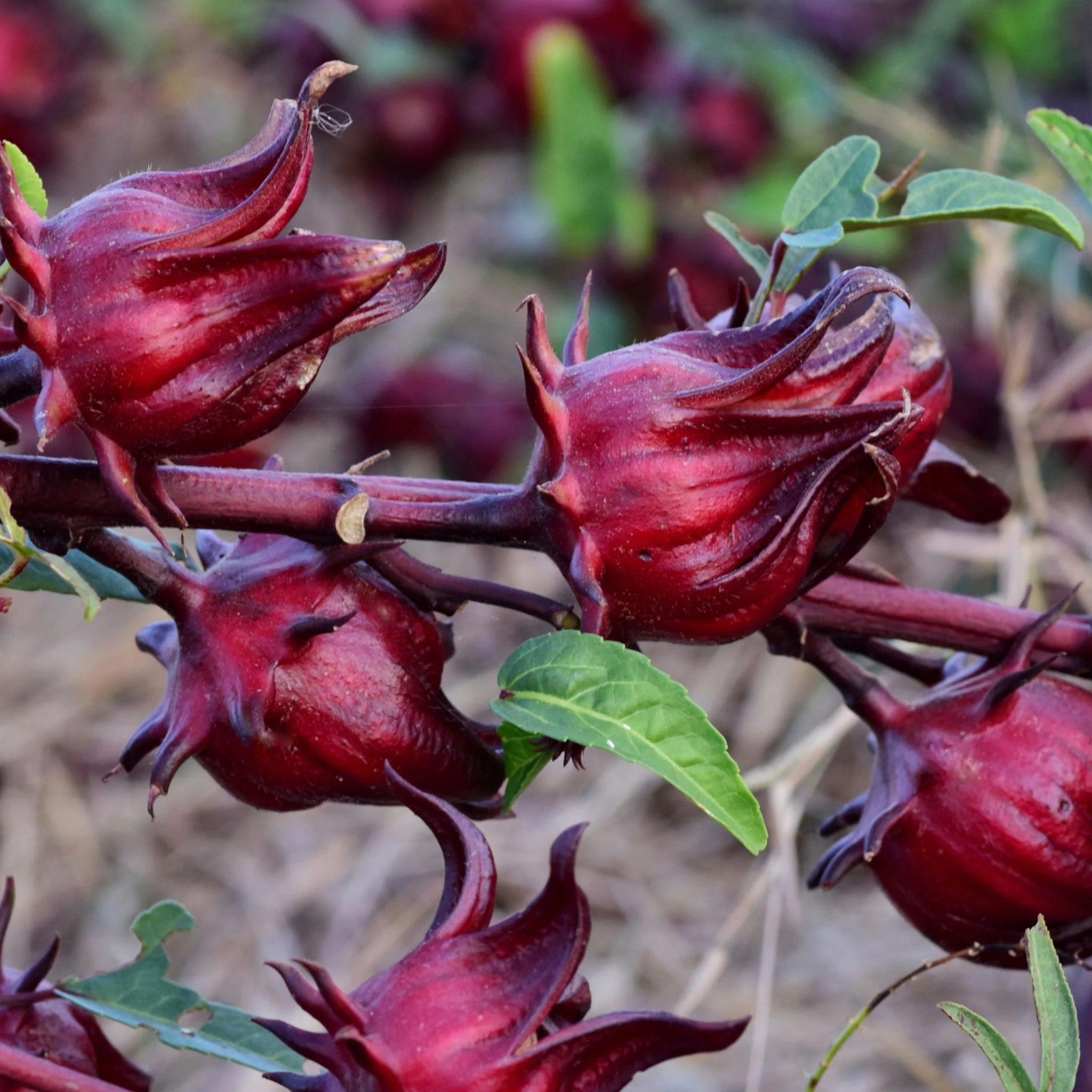 Australian Rosella Hibiscus Flower seeds for Planting - Colorful Display, Heirloom & GMO Free Seeds for Home Garden
