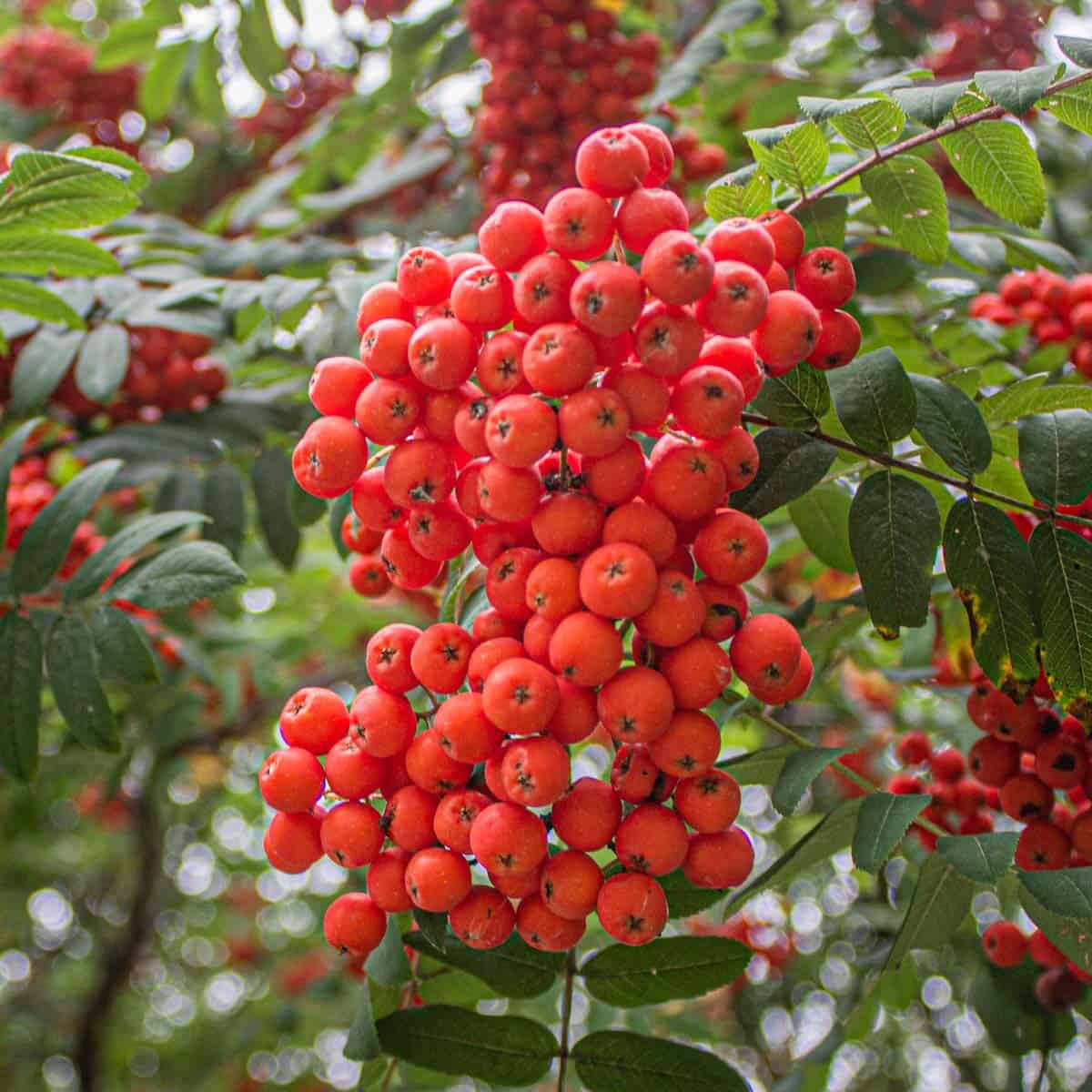 Rowan Fruit Seeds for Planting: Grow Your Own Beautiful Rowan Trees with Delicious Berries
