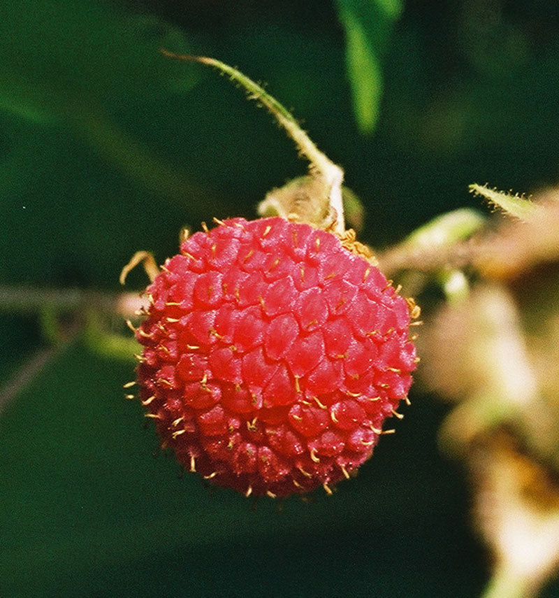 Purple Flowering Raspberry (Rubus odoratus) Perennial Fruit Seeds for Home Gardens, Raised Beds & Containers