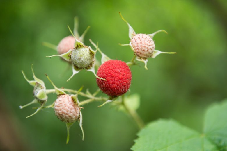 Thimbleberry Fruit Planting Seeds - Grow Delicious Thimbleberries in Your Garden!