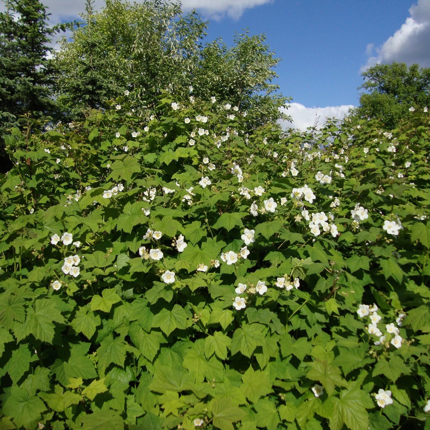 Eiche Flower seeds for Planting - Shade Tolerant, Heirloom & GMO Free Seeds for Home Garden