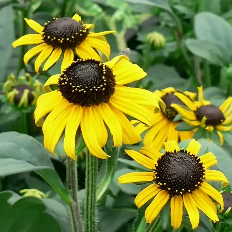 Yellow Fulgida Perennial Seeds Flower seeds for Planting - Seasonal Bloomer, Heirloom & GMO Free Seeds for Home Garden
