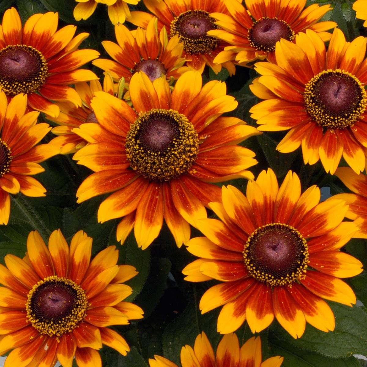 Orange Cherokee Flower seeds for Planting - Premium Quality, Heirloom & GMO Free Seeds for Home Garden