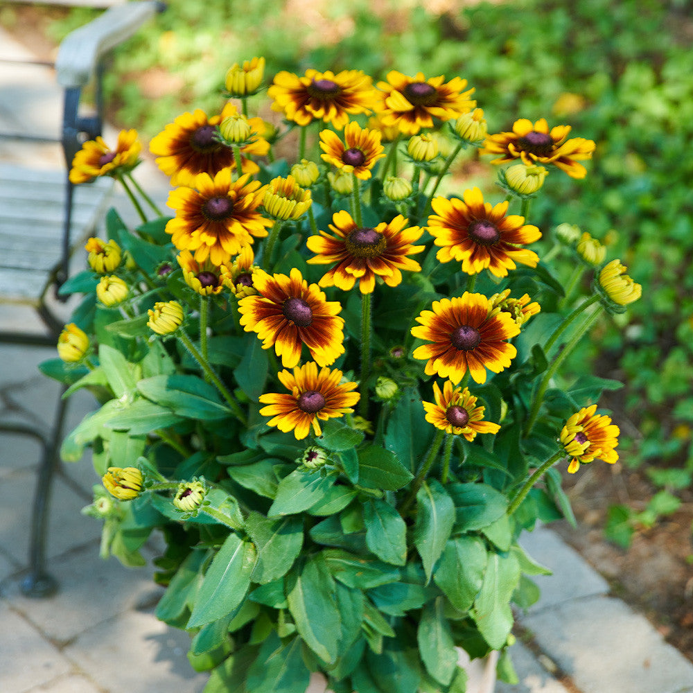 Orange Cherokee Flower seeds for Planting - Premium Quality, Heirloom & GMO Free Seeds for Home Garden