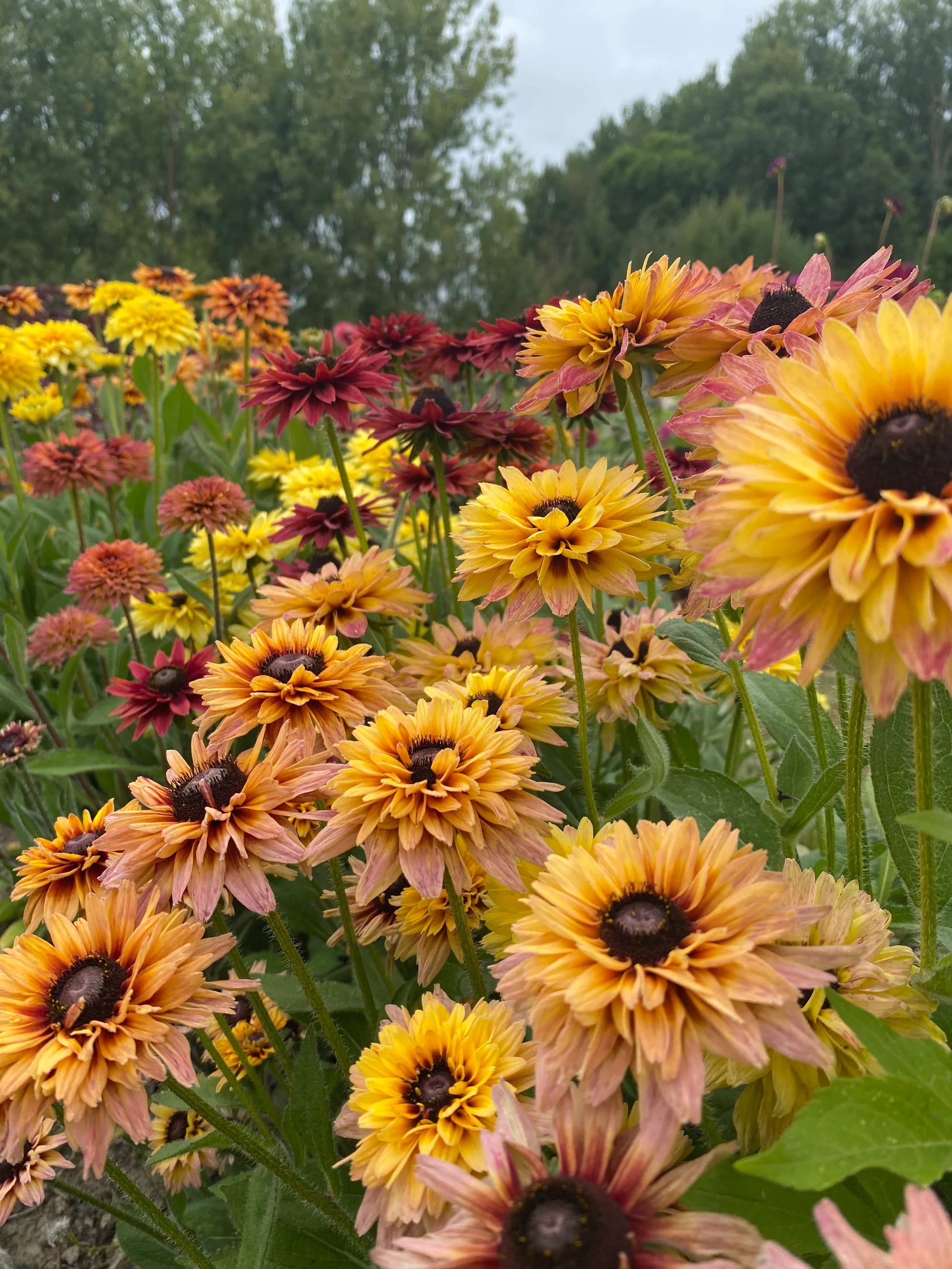 Rudbeckia Sahar Flower seeds for Planting - Hardy Variety, Heirloom & GMO Free Seeds for Home Garden