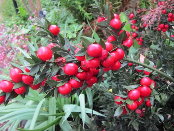Ruscus Fruit Seeds for Planting: Grow Your Own Unique Berries!