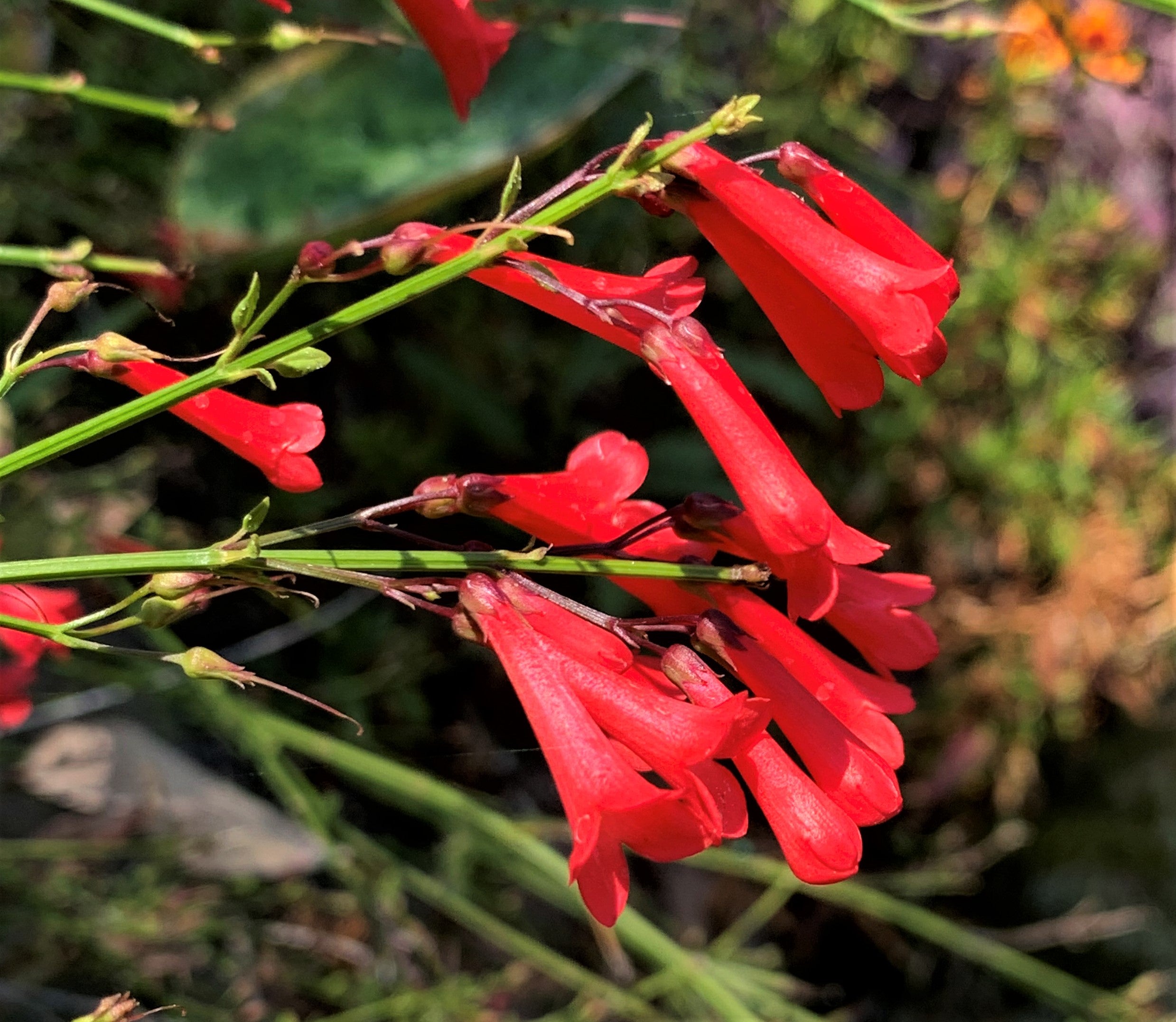 Russelia Flower seeds for Planting - Hardy Variety, Heirloom & GMO Free Seeds for Home Garden
