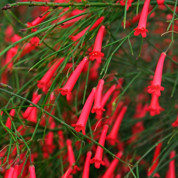 Russelia Flower seeds for Planting - Hardy Variety, Heirloom & GMO Free Seeds for Home Garden