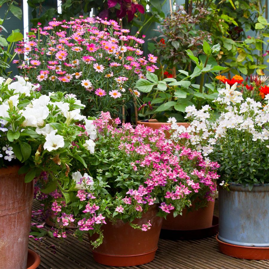 Heirloom Patio Potted Flower seeds blooming in flower beds, containers, borders, and pollinator-friendly gardens