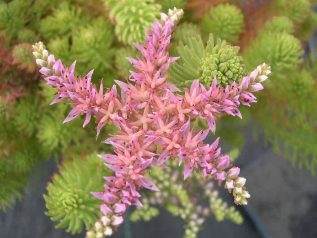 Pink White Sedum Pulchellum Flower seeds for Planting - Sun Loving, Heirloom & GMO Free Seeds for Home Garden