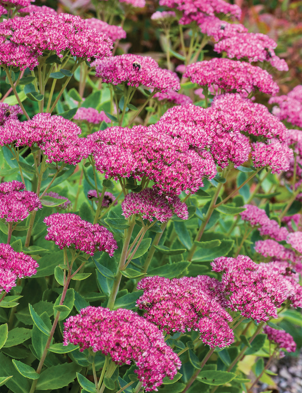 Sedum Emperors Flower seeds for Planting - Fragrant Blossoms, Heirloom & GMO Free Seeds for Home Garden