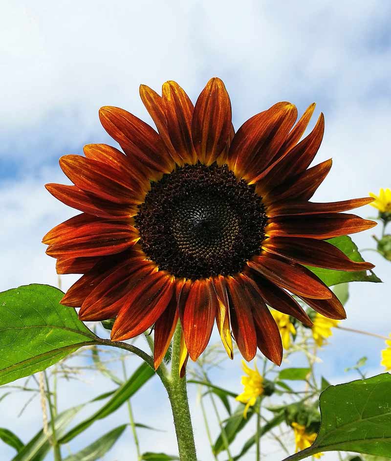 Burgundy SunFlower seeds for Planting - Low Maintenance, Heirloom & GMO Free Seeds for Home Garden