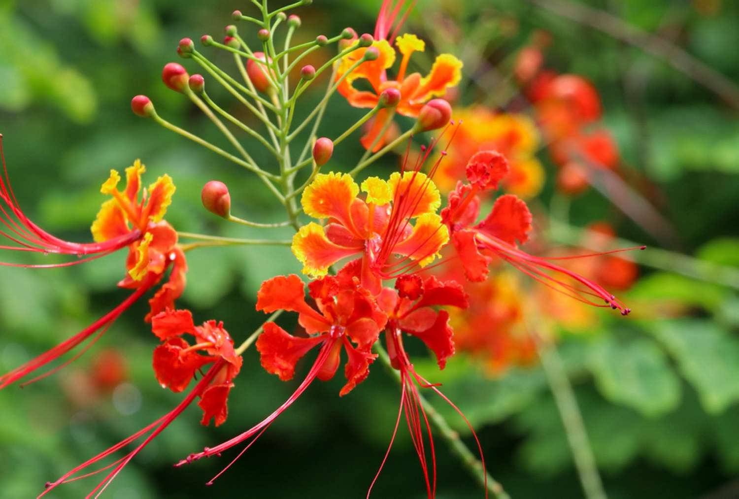 Red Strelitzia Reginae Seeds Flower seeds for Planting Low Maintenance Heirloom & GMO Free Seeds for Home Garden