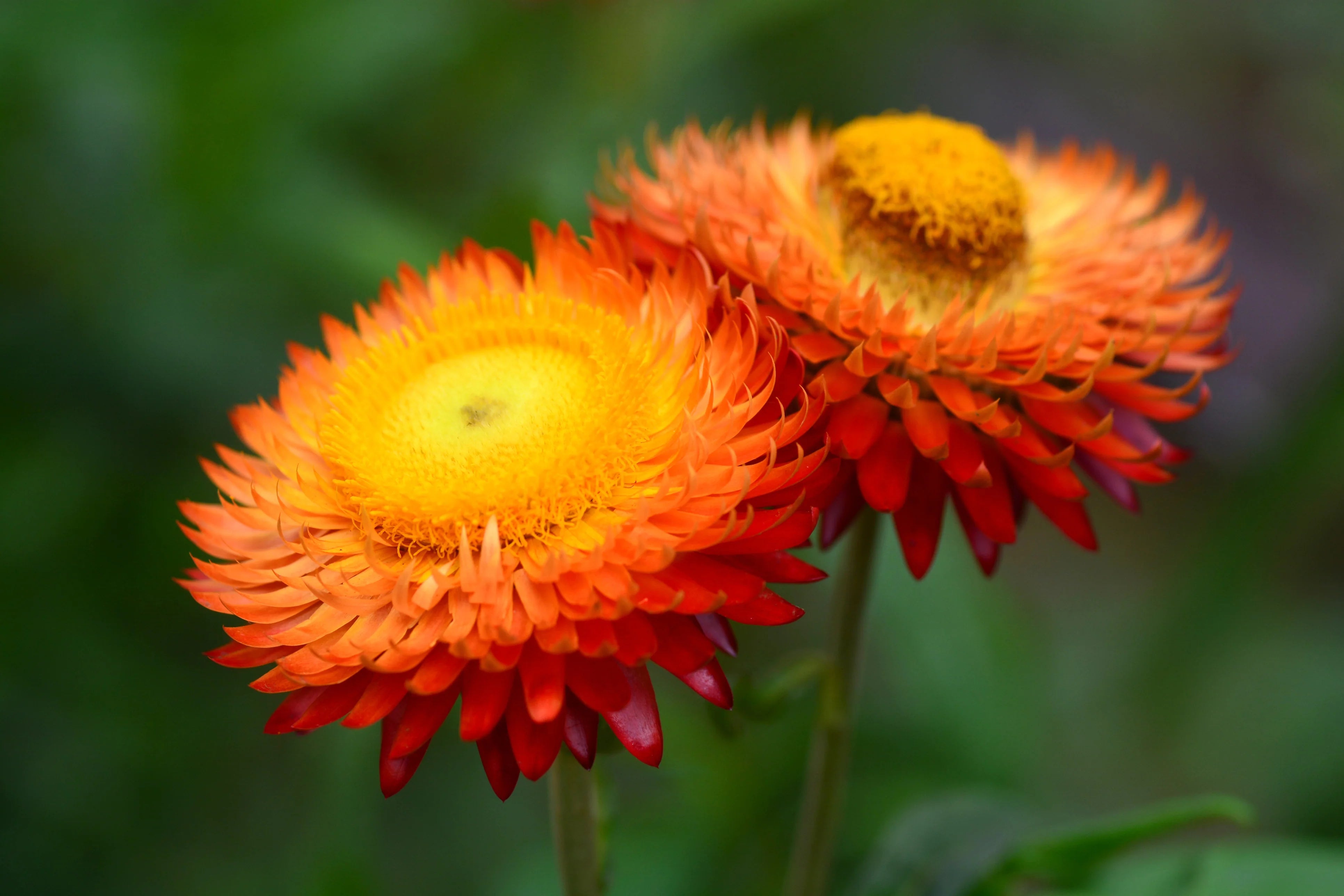 Red-Yellow Straw Flower seeds for Planting - Bright Blooms, Heirloom & GMO Free Seeds for Home Garden
