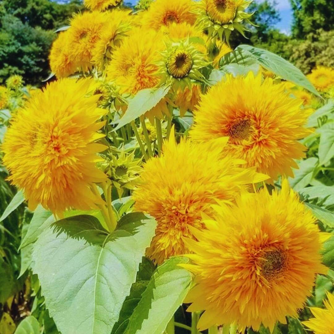 Yellow Teddy SunFlower seeds for Planting - Cut Flower Favorite, Heirloom & GMO Free Seeds for Home Garden
Sale seeds for home garden