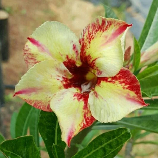 Yellow Red Bellfarm Flower seeds for Planting - Wildflower Mix, Heirloom & GMO Free Seeds for Home Garden
