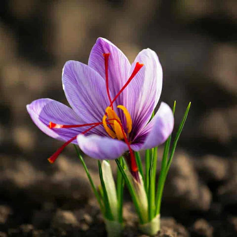 Sativus Flower Seeds Collection for Planting Seed for Vibrant and Colorful Blooms, Ideal for Garden Beautification