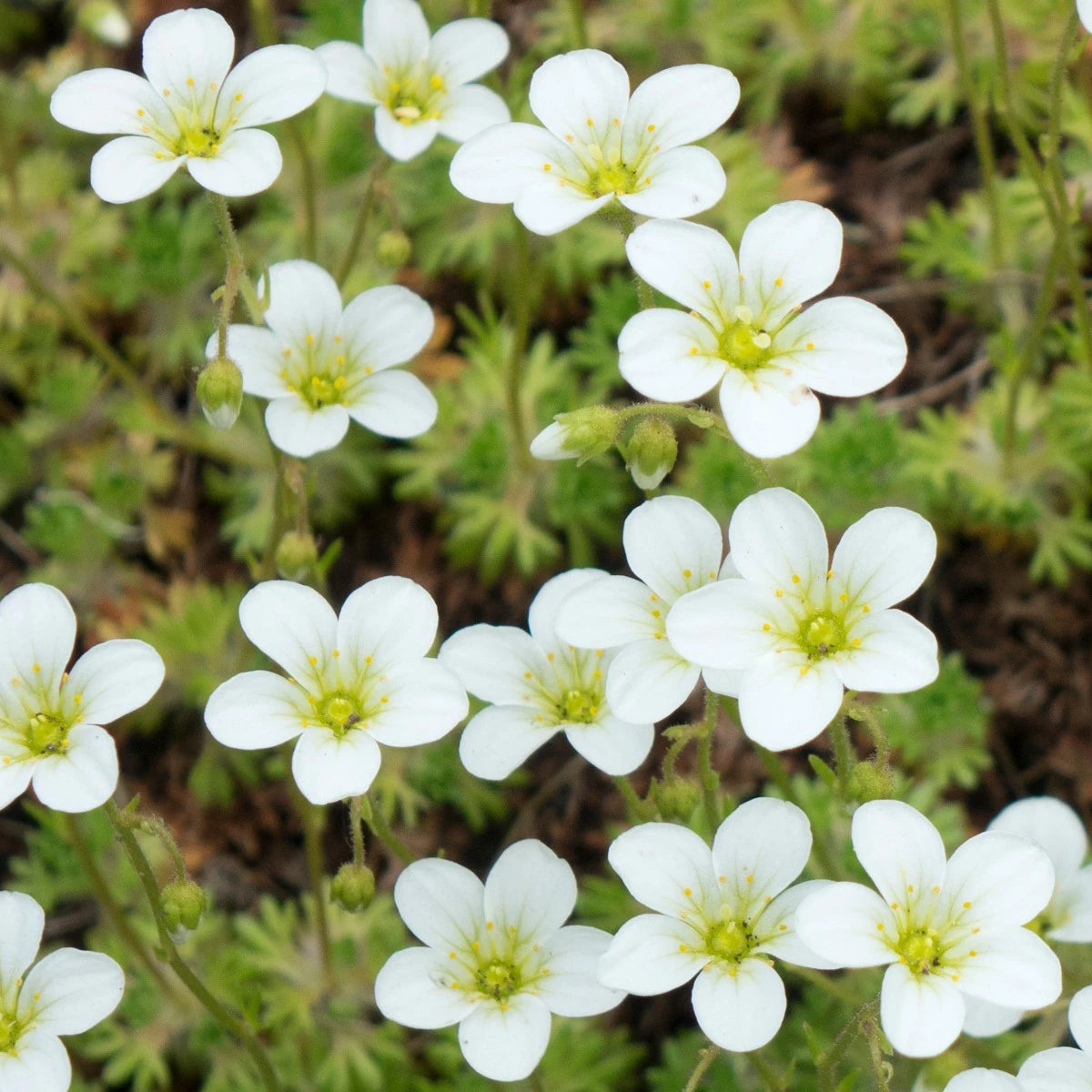 Sagina Subulata Flower seeds for Planting - Perfect for Borders, Heirloom & GMO Free Seeds for Home Garden