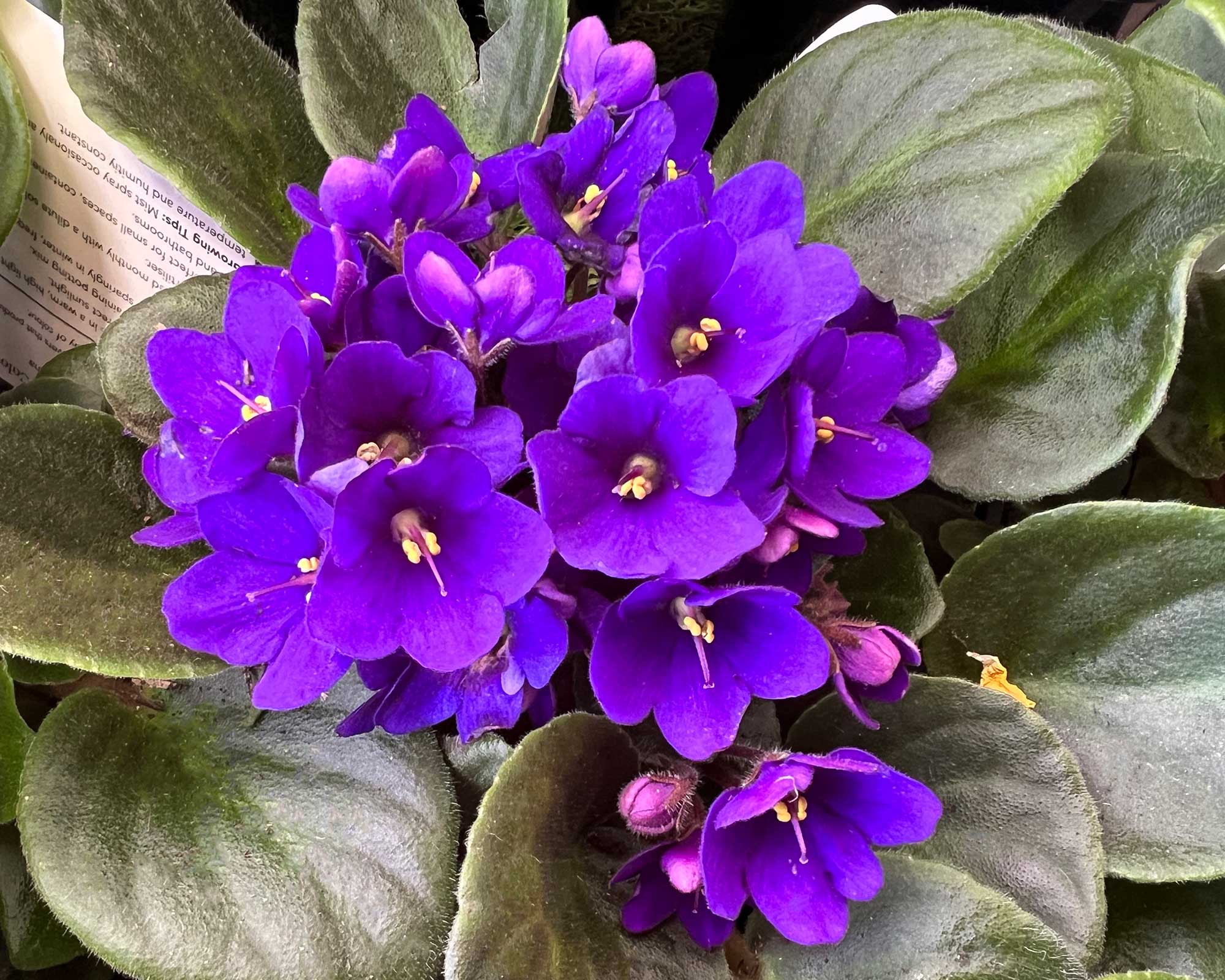 Begonias Azules Flower seeds for Planting Vibrant Colors Heirloom & GMO Free Seeds for Home Garden