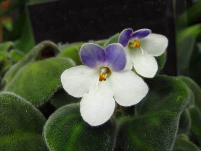 White Blue Mini Violet Flower Seeds for Planting Garden Favorite Heirloom & GMO Free Seeds for Home Garden
Sale
