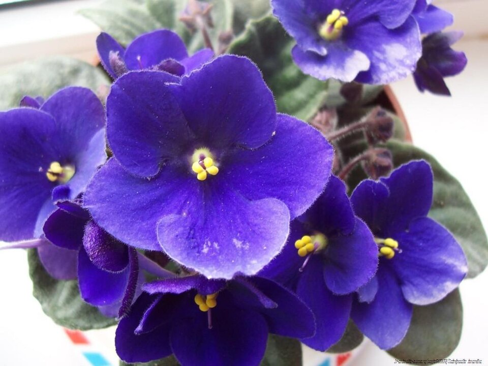 Begonias Azules Flower seeds for Planting Vibrant Colors Heirloom & GMO Free Seeds for Home Garden