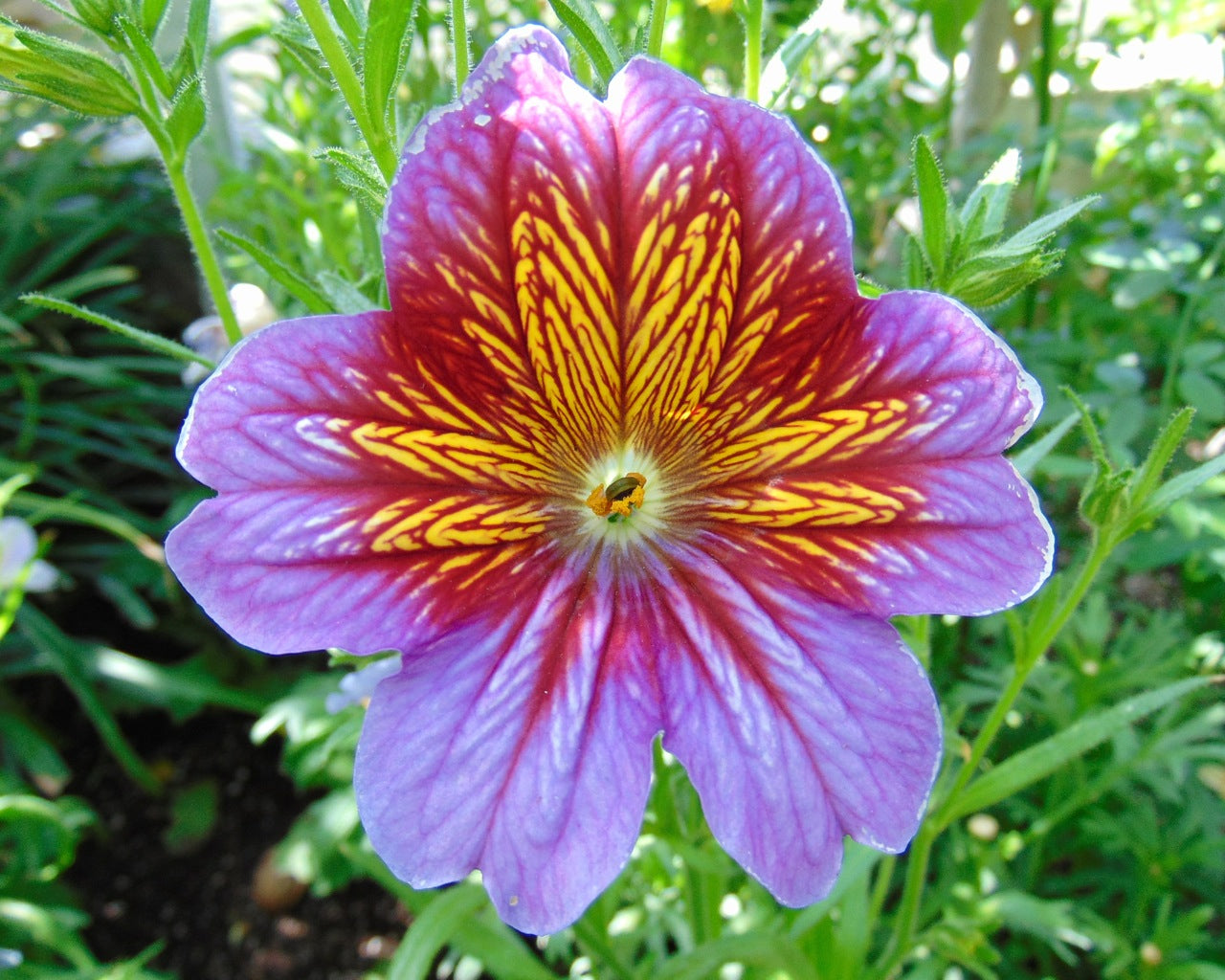 Salpiglossis Flower seeds for Planting Vibrant Colors Heirloom & GMO Free Seeds for Home Garden