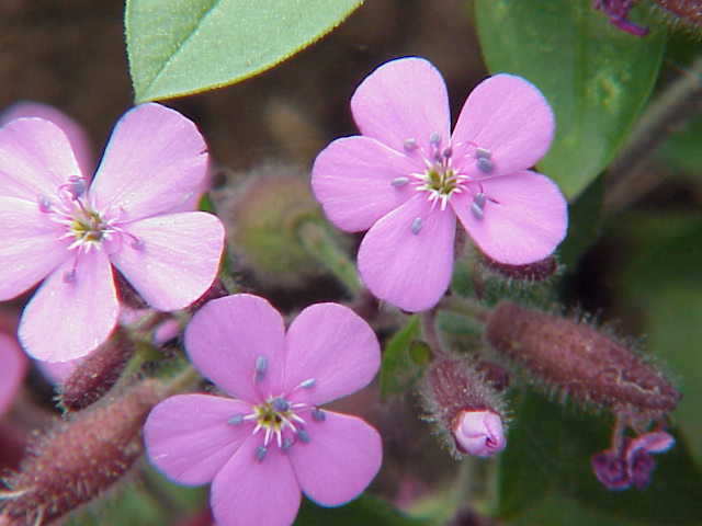 Saponaria Ocymoides Flower seeds for Planting Garden Favorite Heirloom & GMO Free Seeds for Home Garden