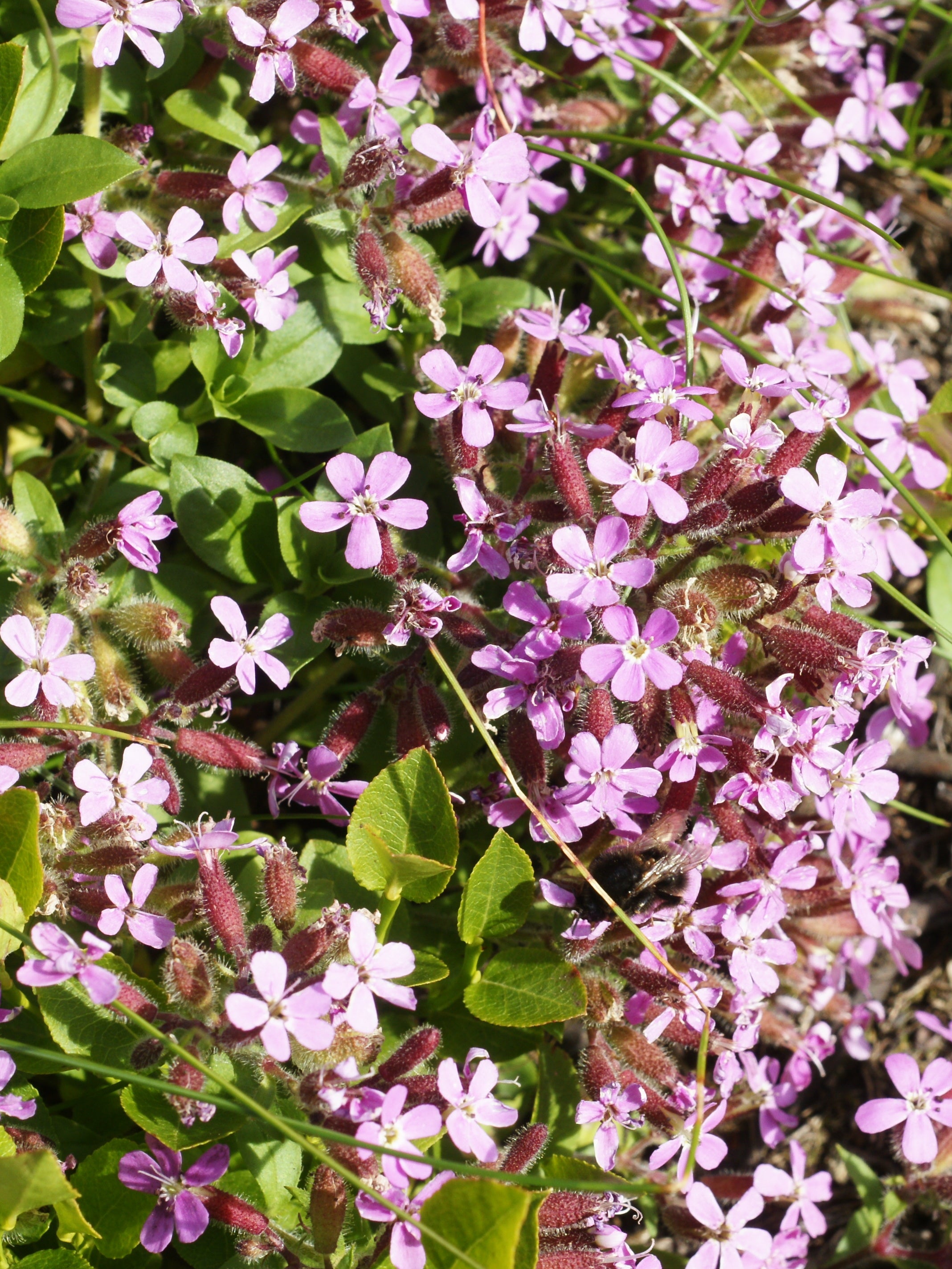 Pink Saponaria Ocymoides Flower seeds for Planting - Cottage Garden Essential, Heirloom & GMO Free Seeds for Home Garden