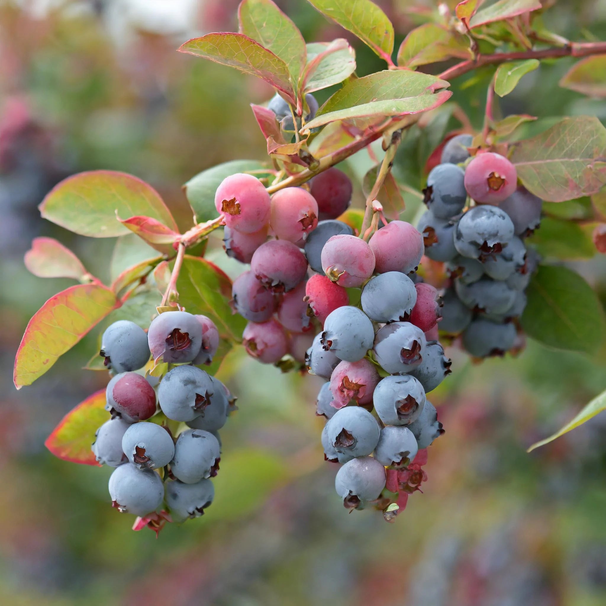 Saskatoon Fruit Seeds for Planting - Grow Your Own Berries