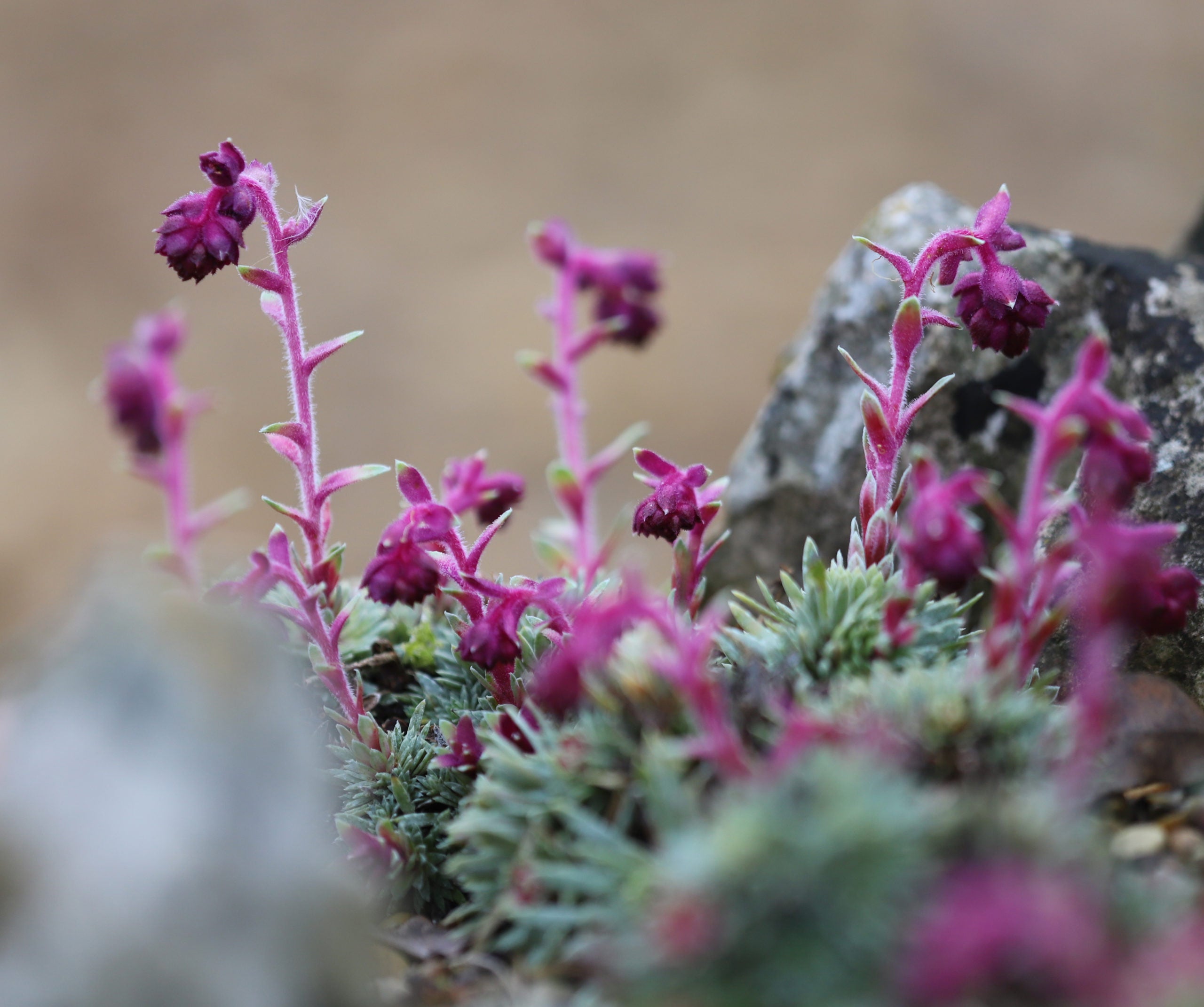 Purple Saxifraga Sempervivum Flower seeds for Planting - Compact Growth, Heirloom & GMO Free Seeds for Home Garden