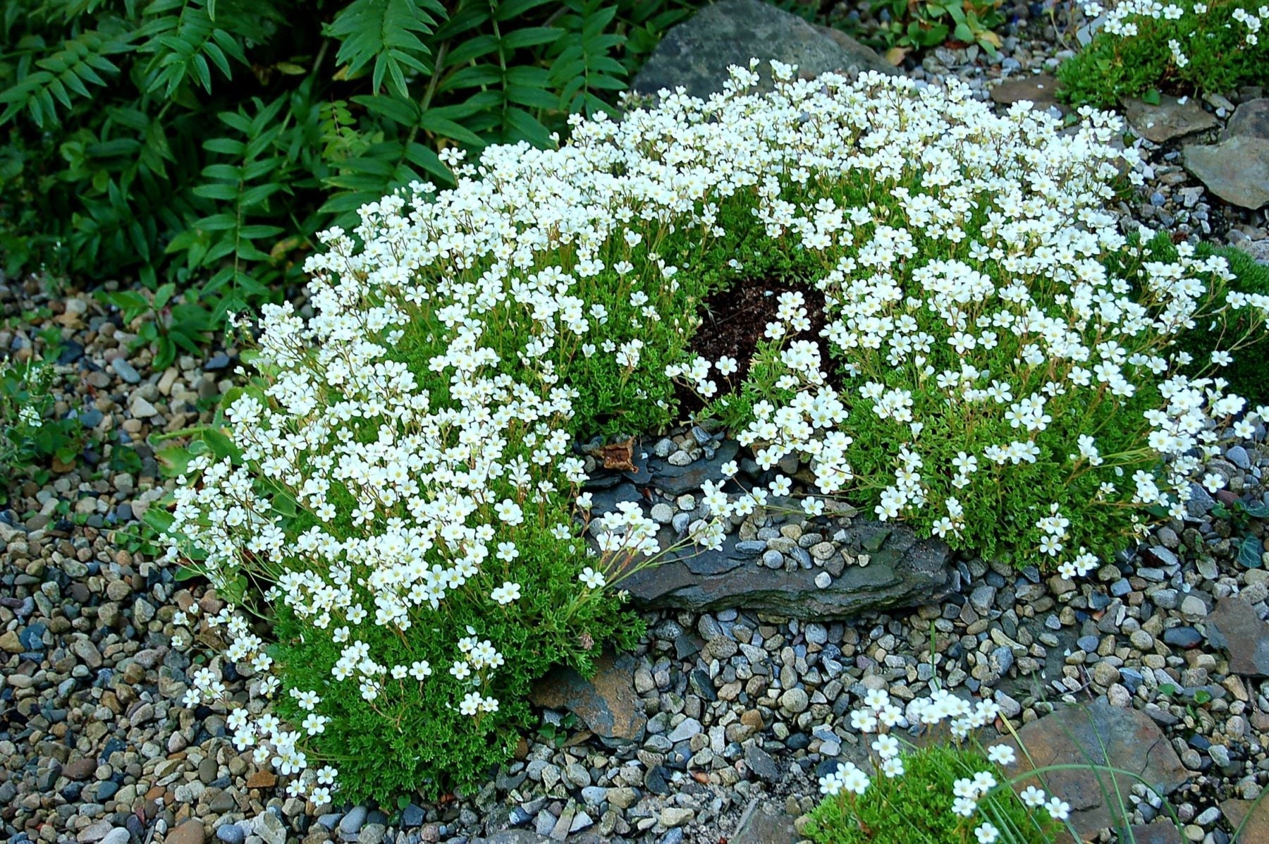 Saxifraga Mossi Seeds - Enhance Your Garden Planting Flower
