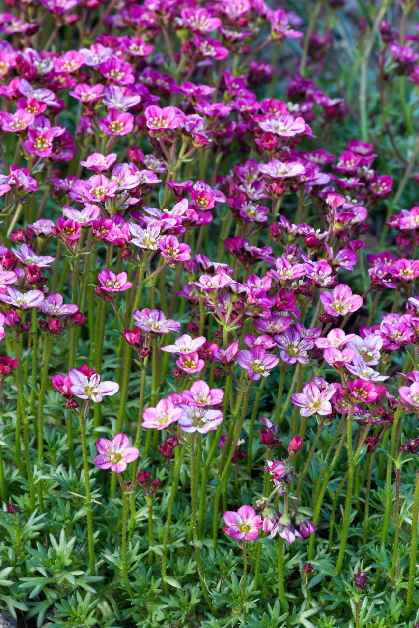 Purple Saxifraga Arendsii Flower seeds for Planting - Compact Growth, Heirloom & GMO Free Seeds for Home Garden